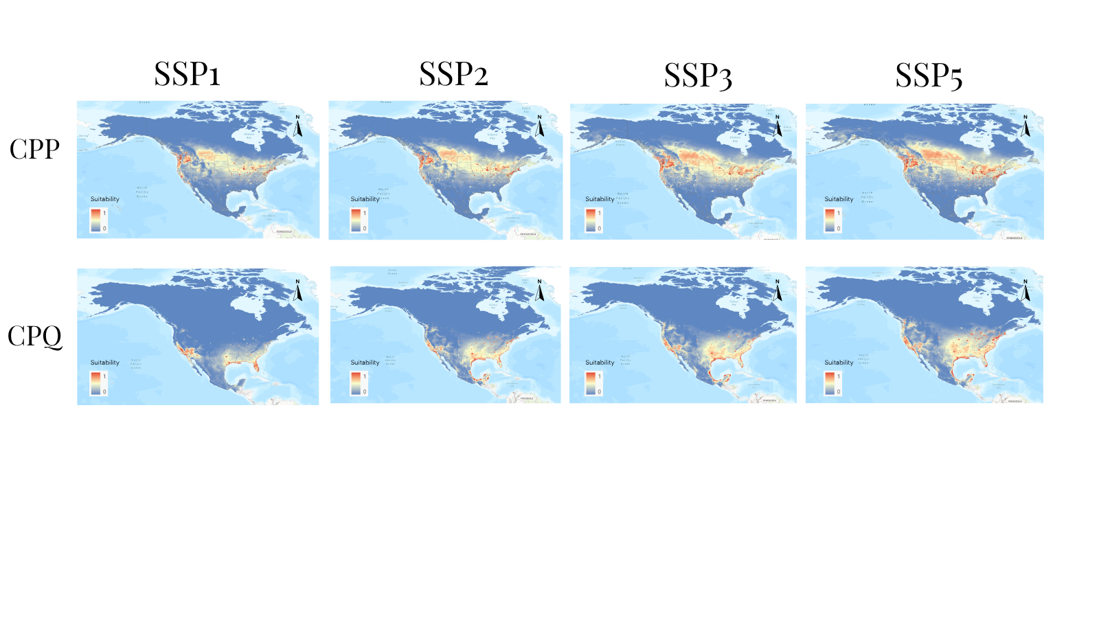 Projected suitability of C. p. pipiens and C. p. quinquefasciatus under SSP1-SSP5 climate scenarios 2070-2100